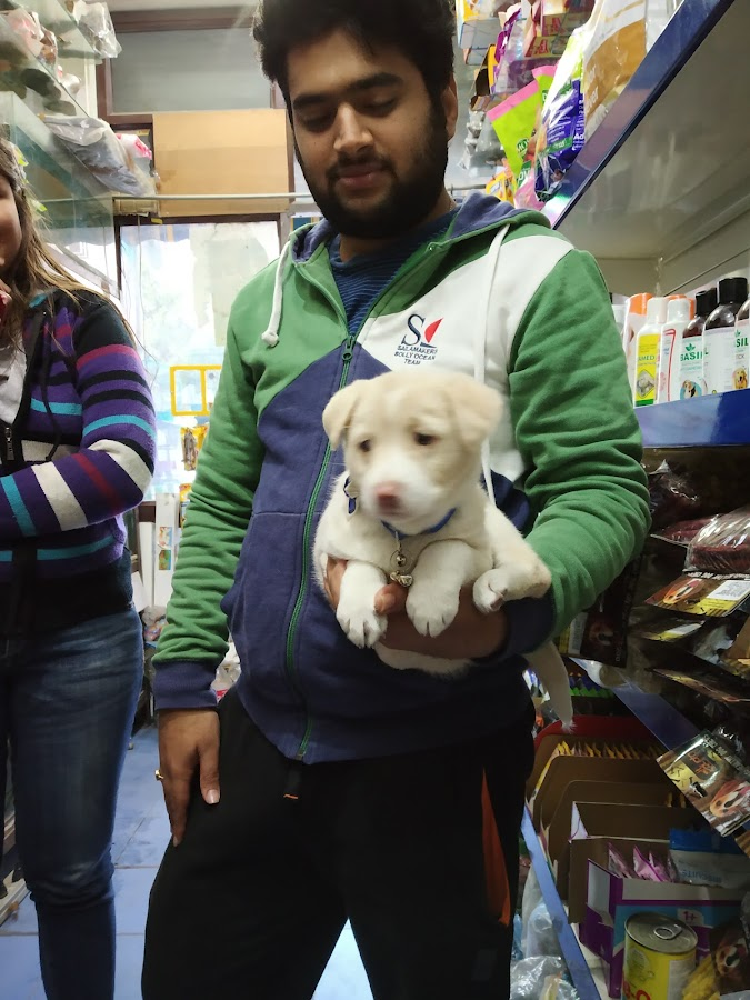 King Pets World