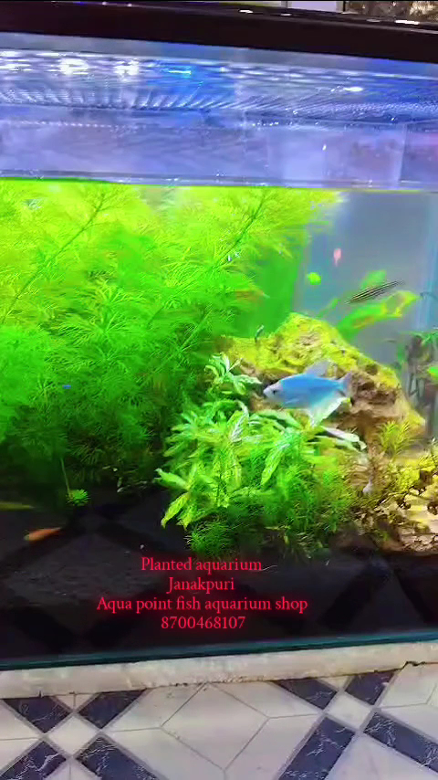 Aqua point fish aquarium shop