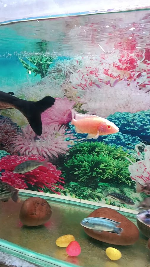 Aqua point fish aquarium shop - photo 18