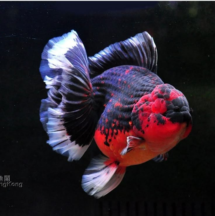 Aqua point fish aquarium shop - photo 15