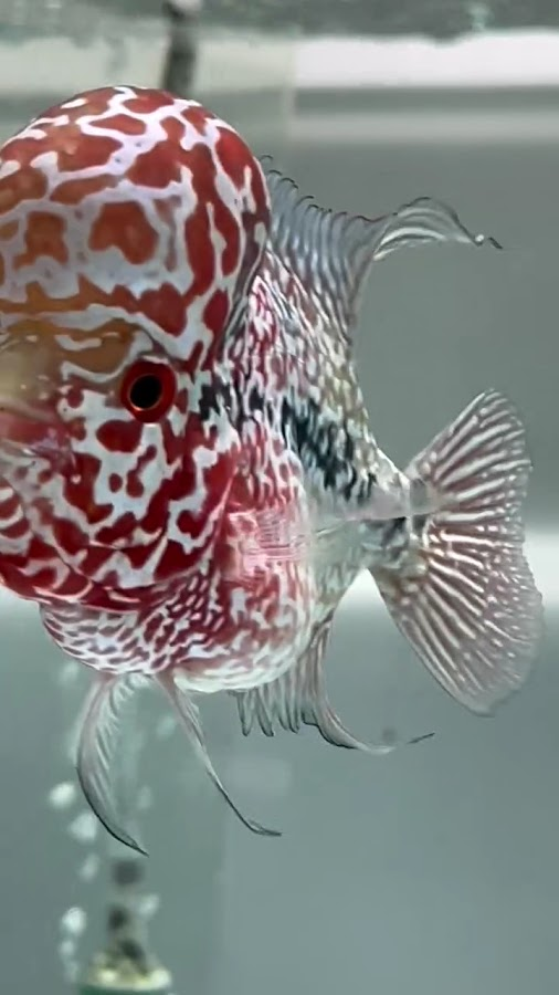 Aqua point fish aquarium shop - photo 6