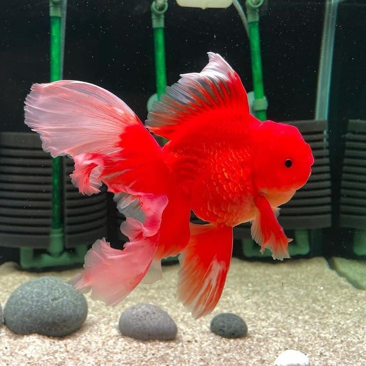 Aqua point fish aquarium shop - photo 5