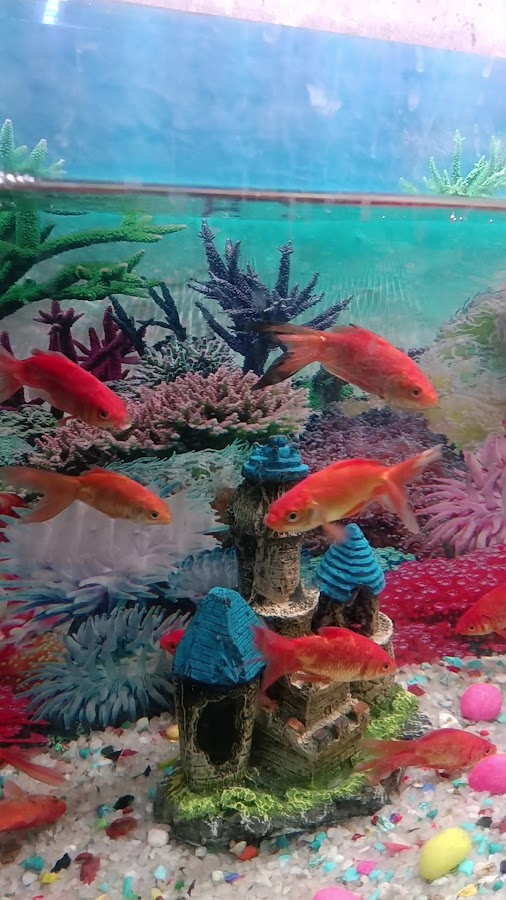 Aqua point fish aquarium shop - photo 17