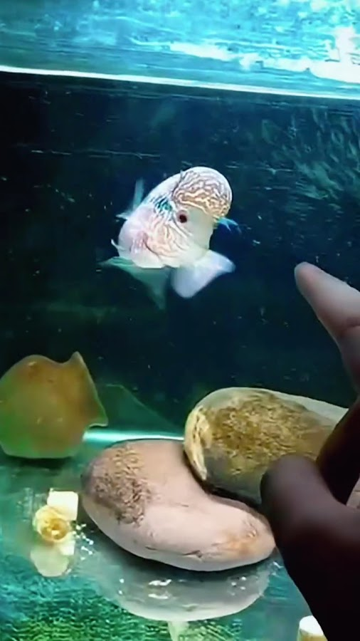 Aqua point fish aquarium shop - photo 9