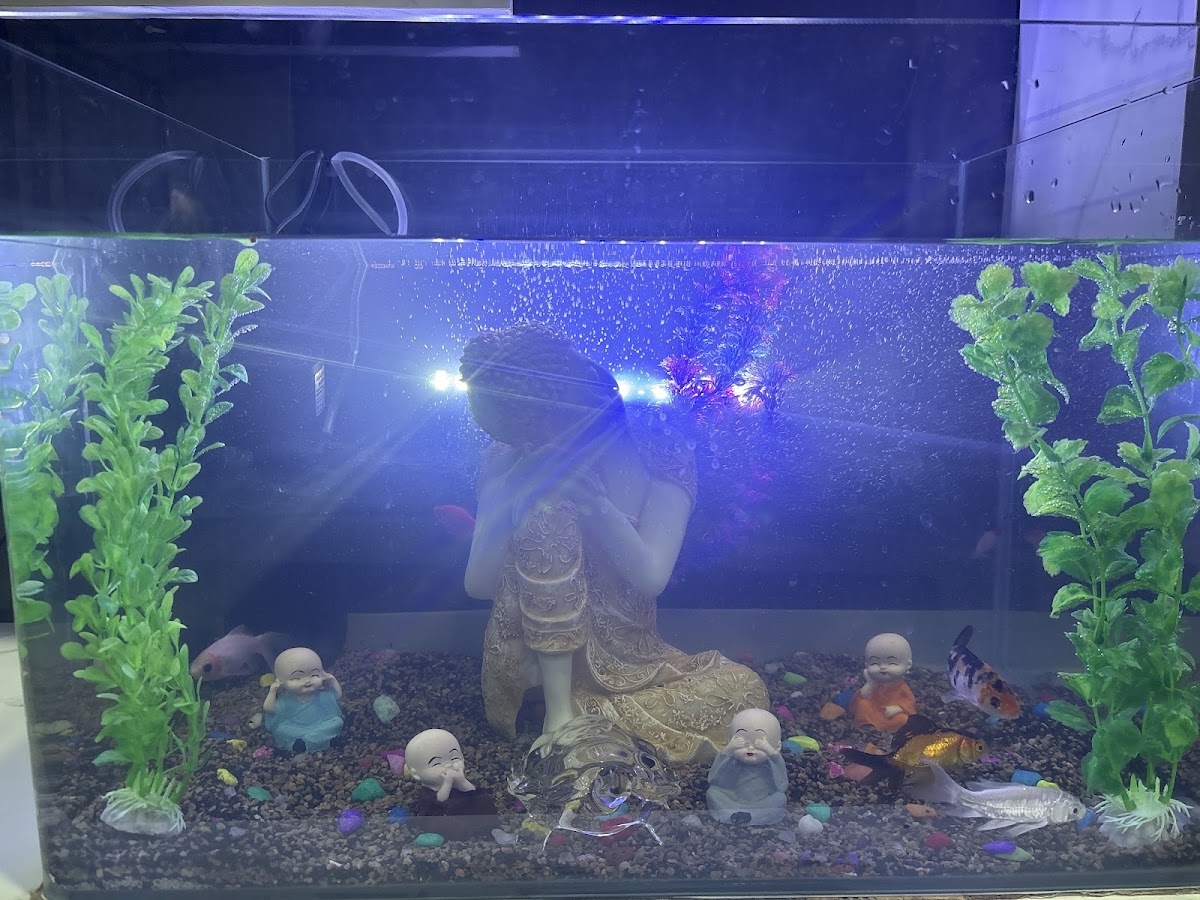 Water Queen Quariums