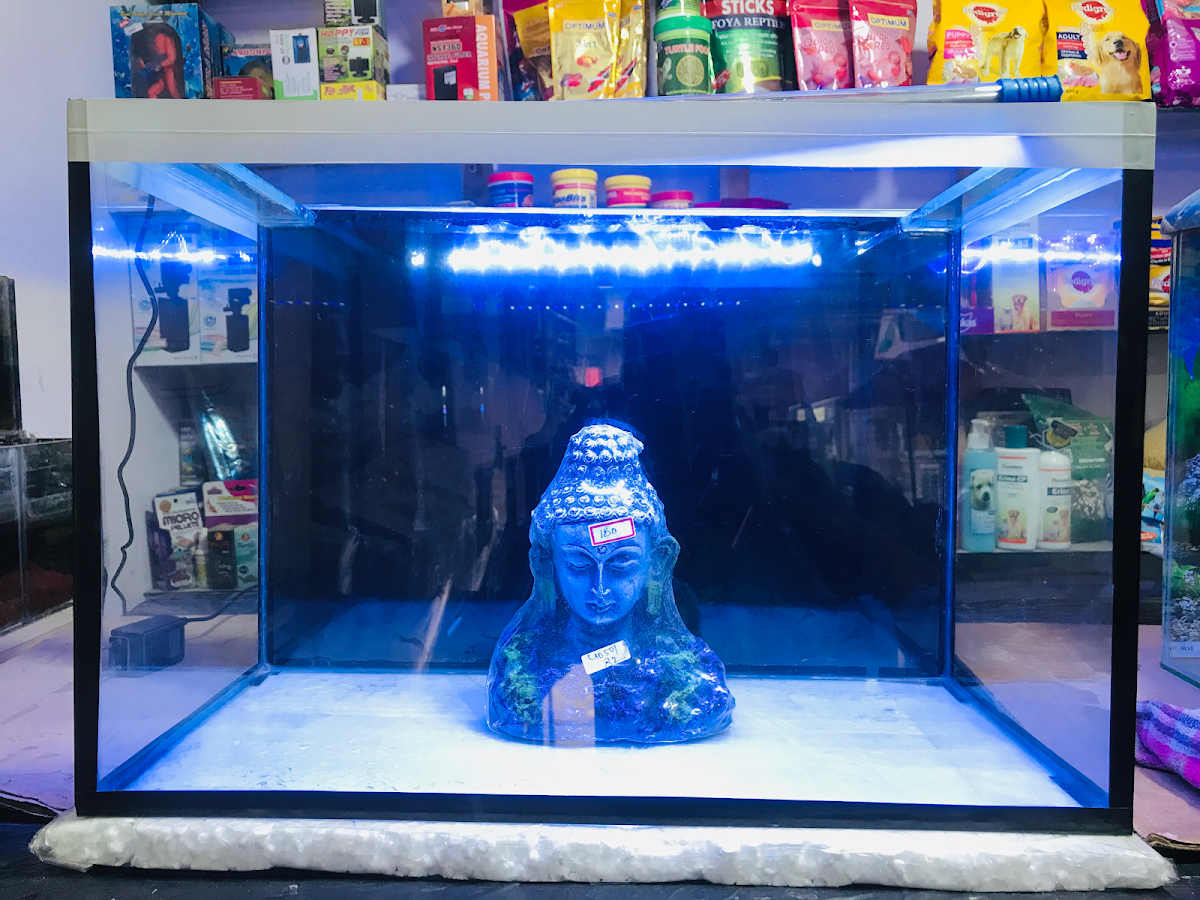 Water Queen Quariums — photo 4