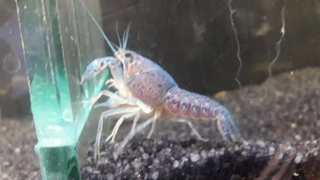 Water Queen Quariums — photo 14