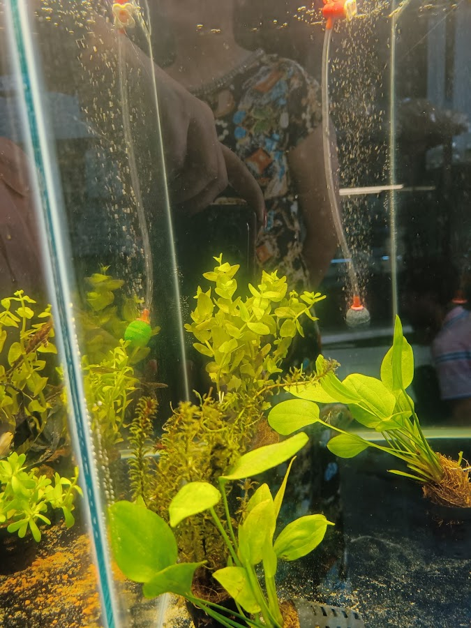 Water Queen Quariums — photo 10