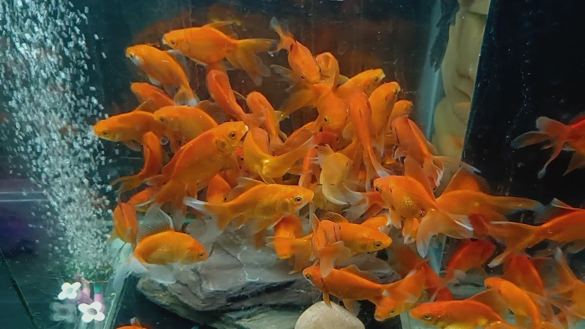 Water Queen Quariums — photo 17