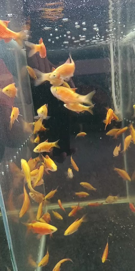 Water Queen Quariums — photo 3