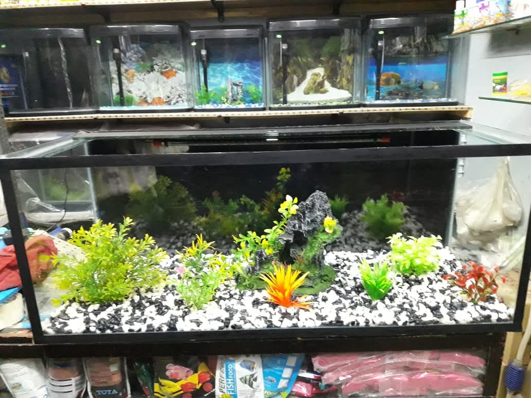 Water Queen Quariums